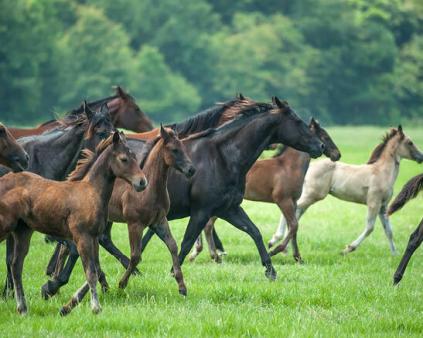 conseil pour élevage de chevaux-cerfrance mayenne-sarthe
