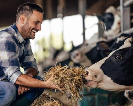 agriculteur qui nourrit ses vaches, conseil élevage-cerfrance mayenne-sarthe