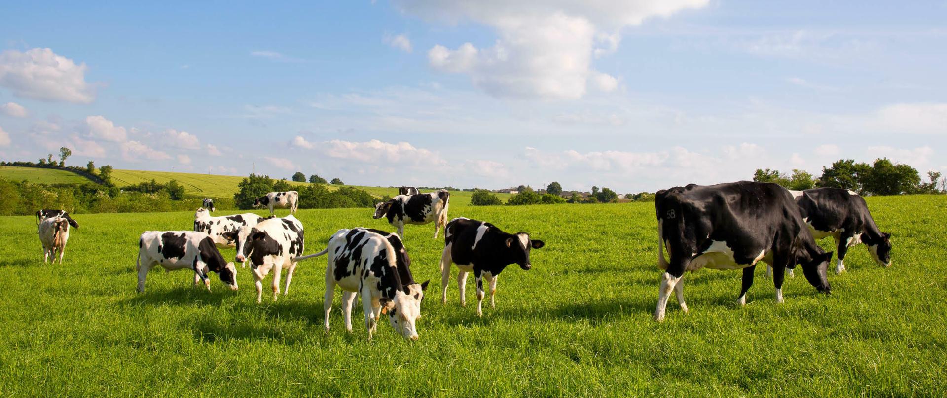 Témoignage client Cerfrance Mayenne-Sarthe : du pré à l'assiette, un fromage 100 % engagé !