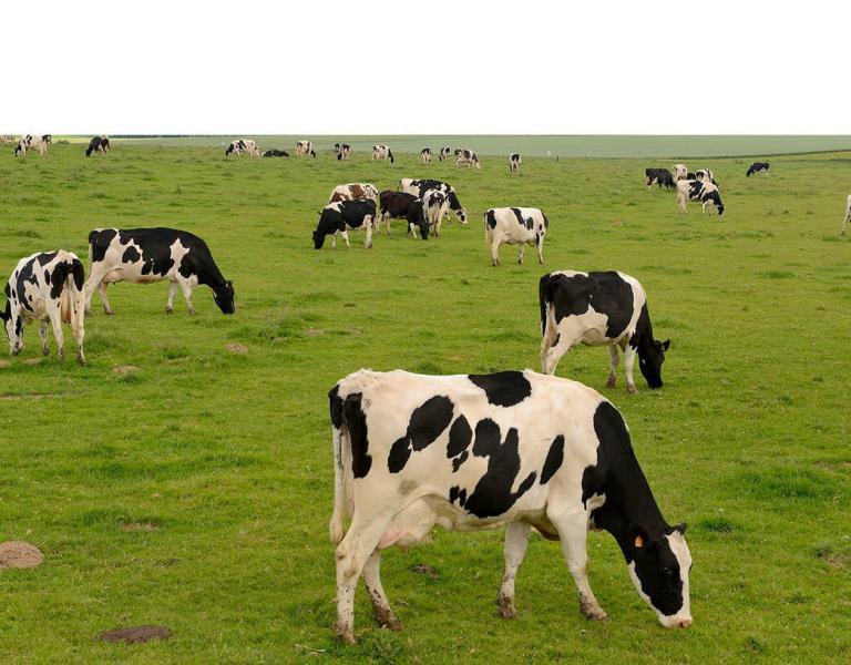 Témoignage client Cerfrance Mayenne-Sarthe : du pré à l'assiette, un fromage 100 % engagé !