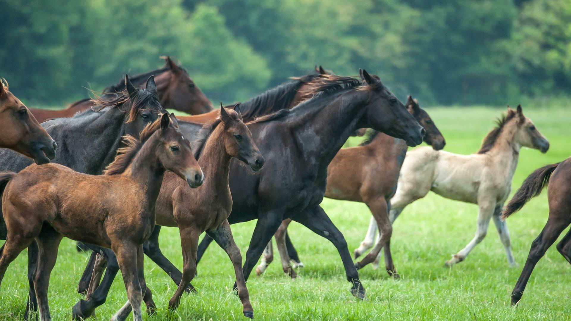 conseil pour élevage de chevaux-cerfrance mayenne-sarthe