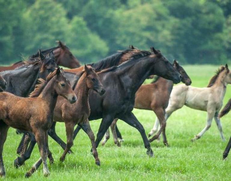 conseil pour élevage de chevaux-cerfrance mayenne-sarthe