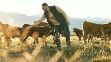 jeune agriculteur avec vaches, Cerfrance Mayenne - Sarthe