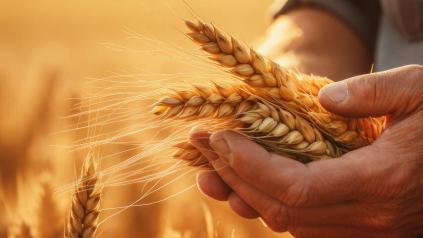 références économiques régionales Cerfrance en agriculture biologique