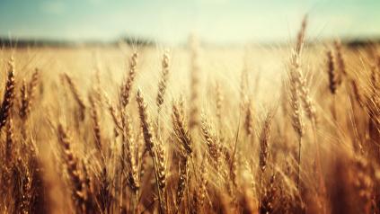 conseil environnement et réglementation agricole, Cerfrance Mayenne - Sarthe