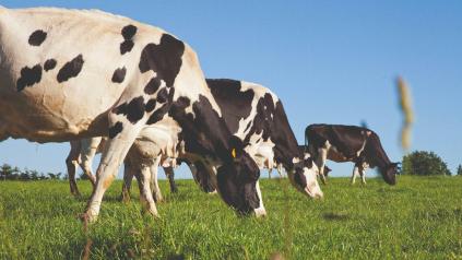 réduire empreinte carbone de l'exploitation agricole en réalisant un bilan carbone avec Cerfrance